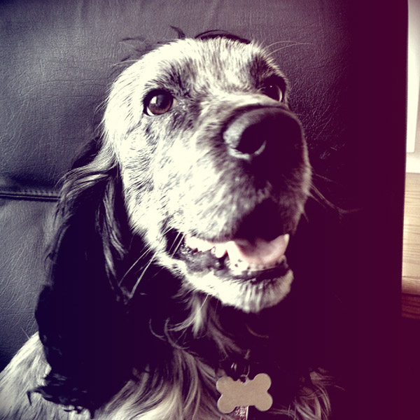 Kobi the office dog
